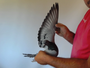 Pigeon image