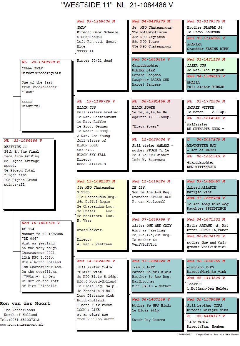 Pigeon pedigree image
