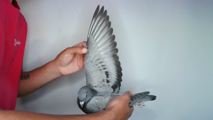 Pigeon image