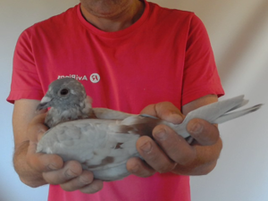 Pigeon image