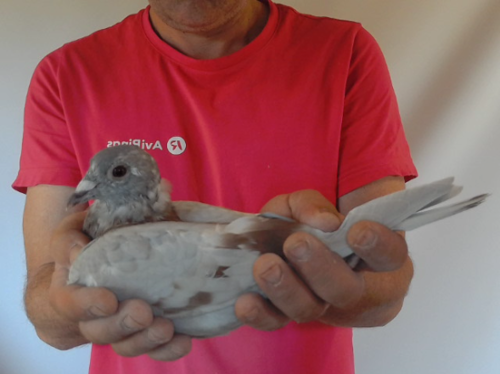 Pigeon image