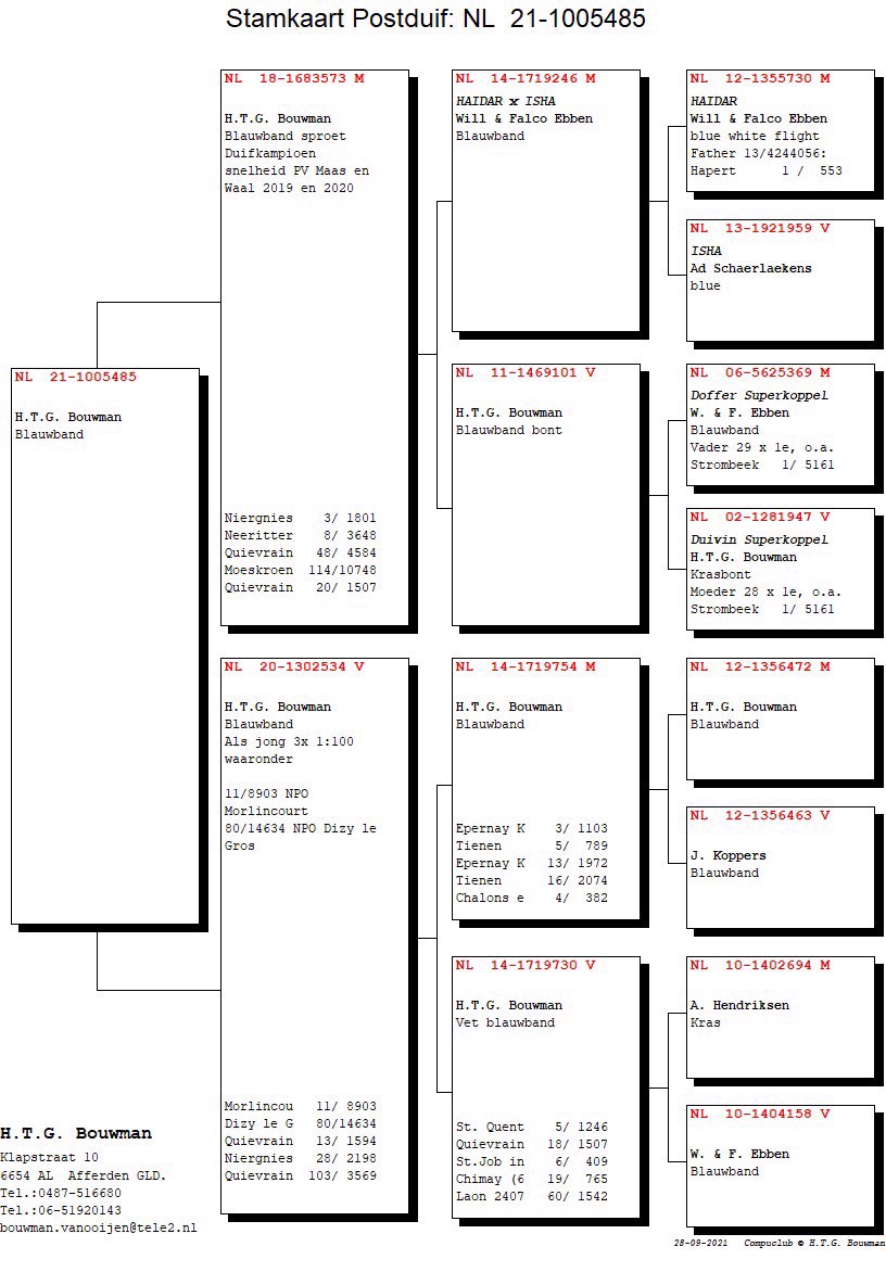Pigeon pedigree image