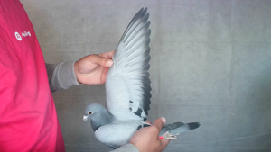 Pigeon image
