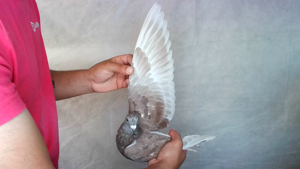 Pigeon image