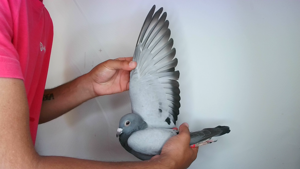 Pigeon image