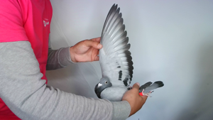 Pigeon image