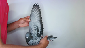 Pigeon image