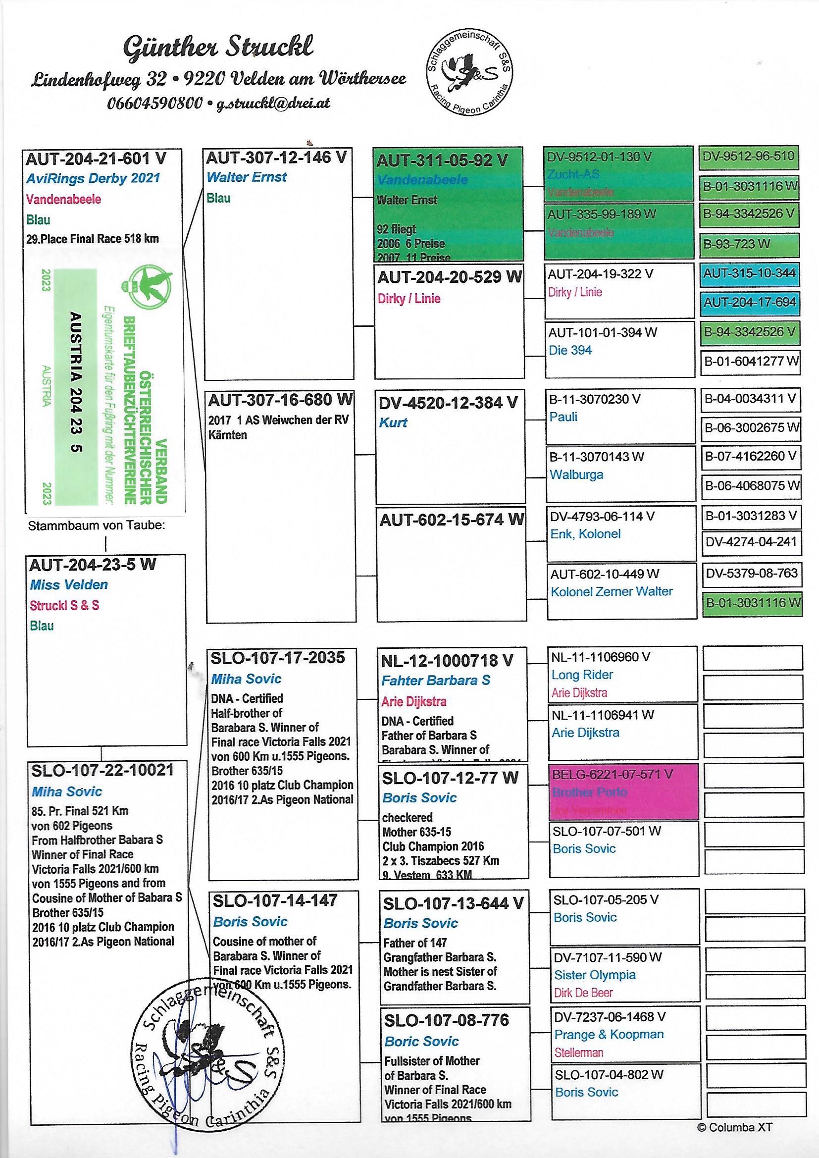 Pigeon pedigree image
