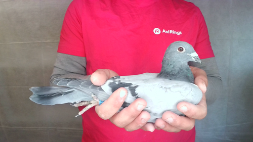 Pigeon image