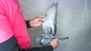 Pigeon image