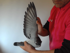 Pigeon image