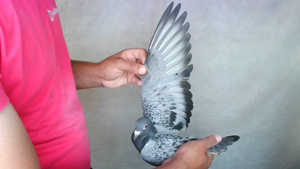 Pigeon image