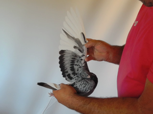 Pigeon image