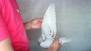 Pigeon image