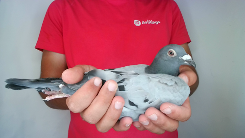 Pigeon image