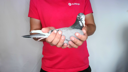 Pigeon image