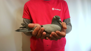 Pigeon image