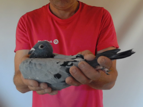 Pigeon image