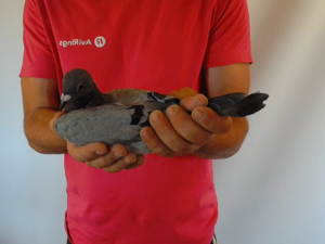 Pigeon image
