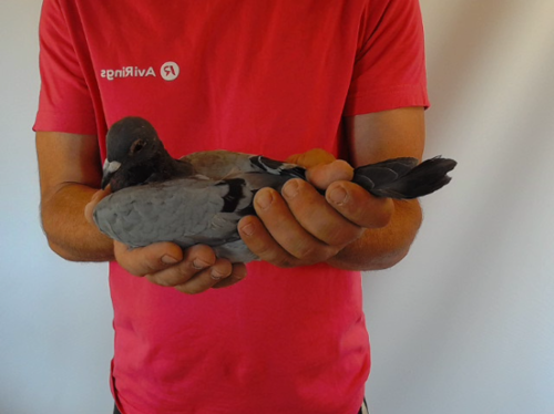 Pigeon image