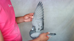 Pigeon image