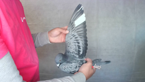 Pigeon image