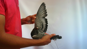 Pigeon image