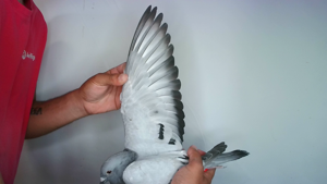 Pigeon image