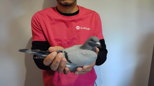 Pigeon image