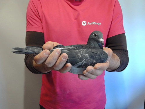 Pigeon image