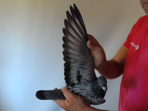 Pigeon image