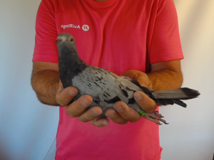 Pigeon image