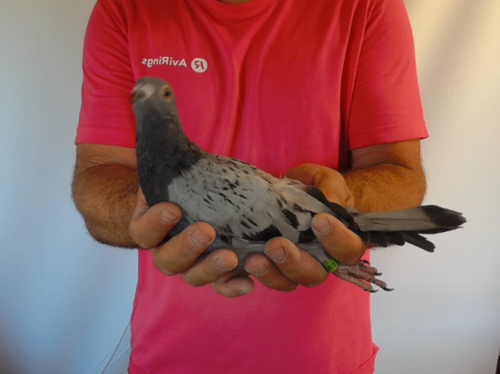 Pigeon image