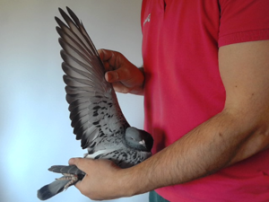 Pigeon image