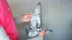 Pigeon image