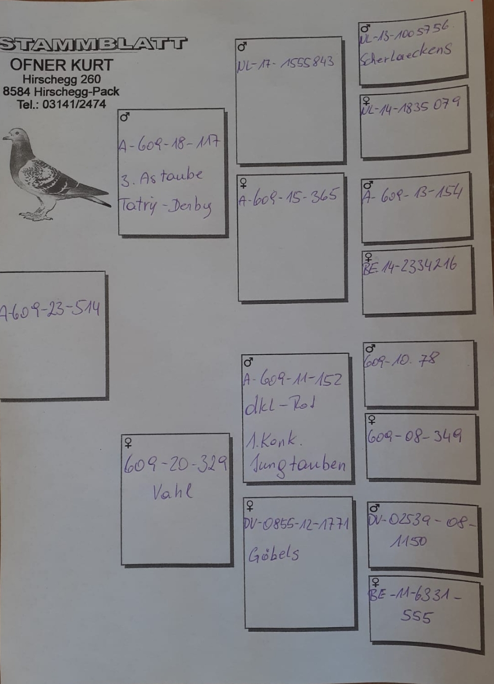 Pigeon pedigree image