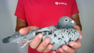 Pigeon image