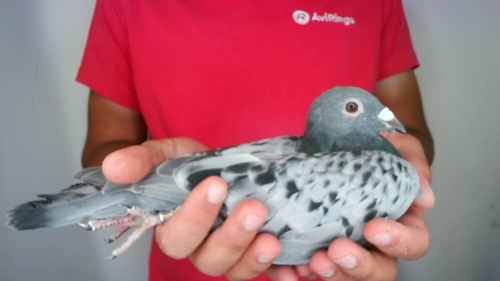 Pigeon image