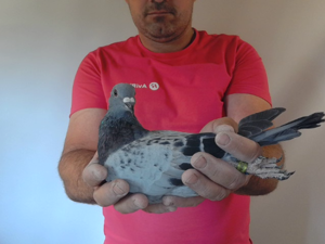 Pigeon image