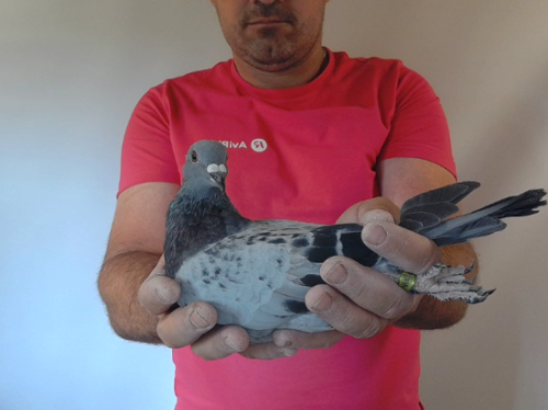 Pigeon image