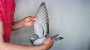 Pigeon image