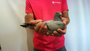 Pigeon image