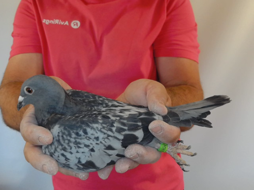 Pigeon image