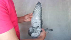 Pigeon image
