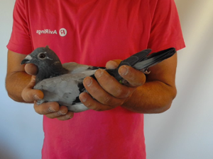Pigeon image