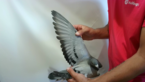 Pigeon image