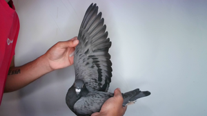 Pigeon image