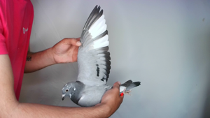Pigeon image