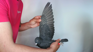 Pigeon image