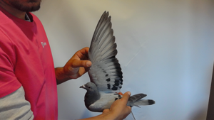 Pigeon image